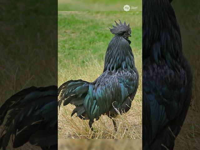 5 Chicken Breeds with Impressive Looks