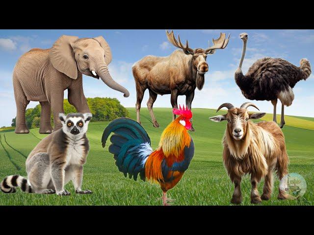 The Live Of Animals Around Us: Moose, Deer, Goat, Ostrich, Lion, Parrot, Panda - Animal Sounds