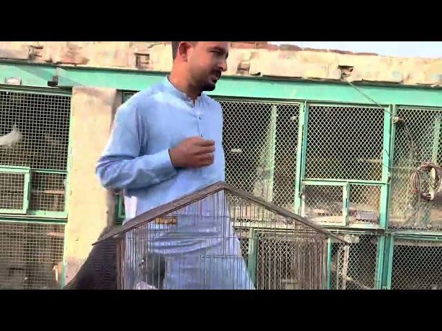 Best medicines | for pigeons | love birds | rana ahmad dastgeer