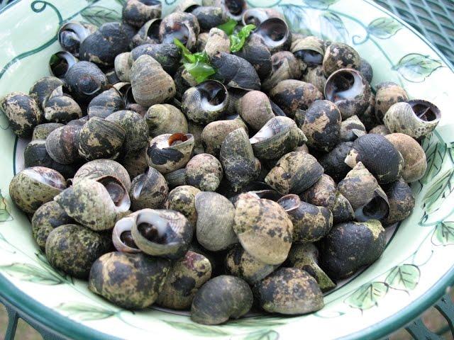 How to Forage and Cook Periwinkles