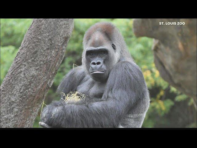 Saint Louis Zoo says goodbye to gorilla