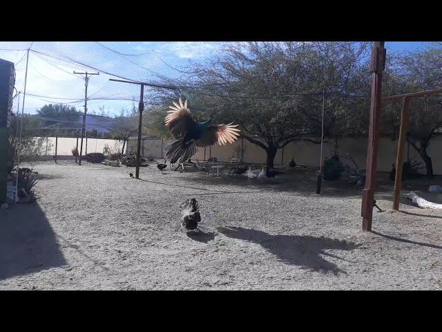 Java Green Peacock Flying in outdoor aviary