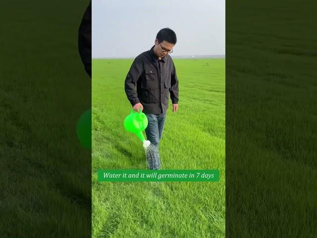 Evergreen Dwarf Grass Seed