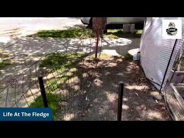 Every Damn Day - Life At the Fledge
