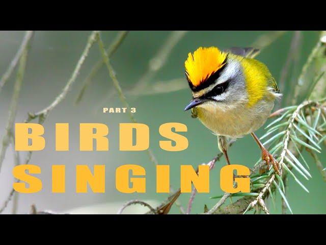 SINGING BIRDS 3