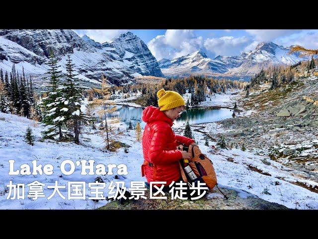 LAKE O'HARA｜加拿大国宝级景区徒步｜人数限定难得一见的落基山最美徒步路线