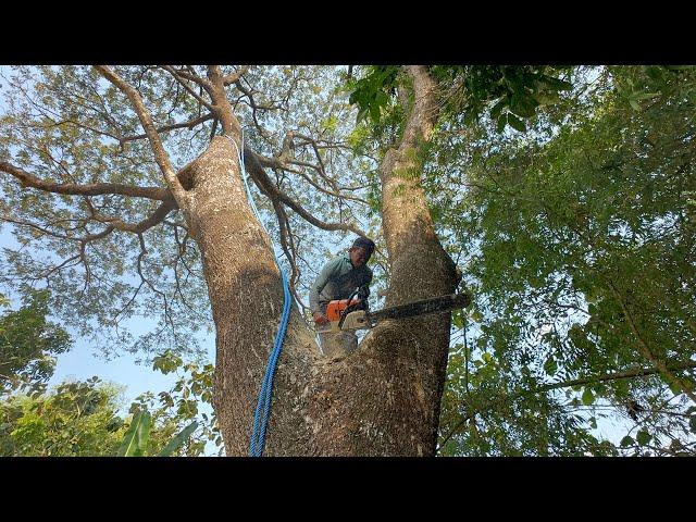 Can't bear it... Cut down the big rain tree in the middle of the rice fields‼️