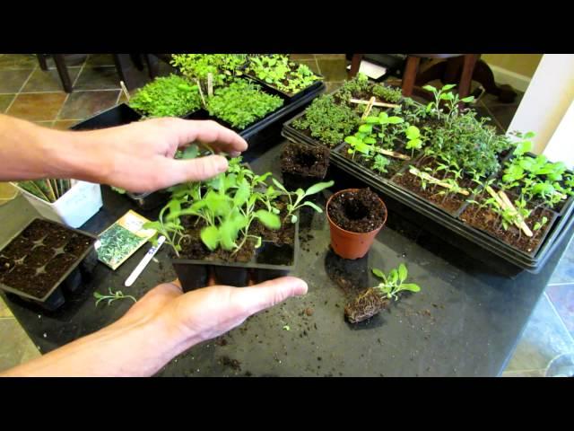 Three Minute Garden Tips: Growing Sage Indoors from Seeds to Transplants: The Rusted Garden 2013