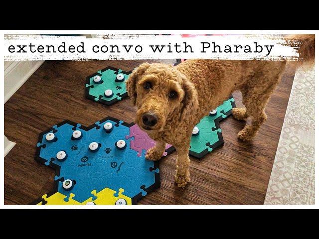 Extended Conversation with Pharaby, my #talkingdog - #fluentpet #dogmomlife #aic #ilovemydog