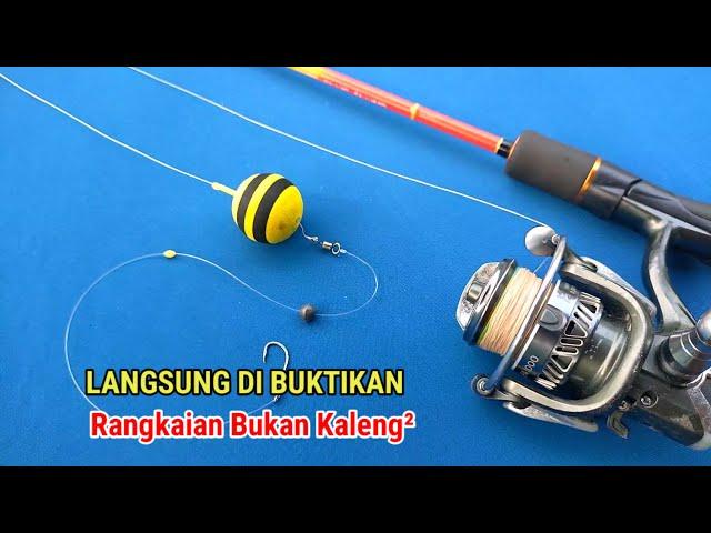 LANGSUNG DI BUKTIKAN! Rangkaian Kakap Putih Paling Ampuh