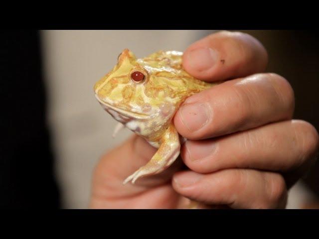 4 Cool Facts about Pac-Man Frogs | Pet Reptiles