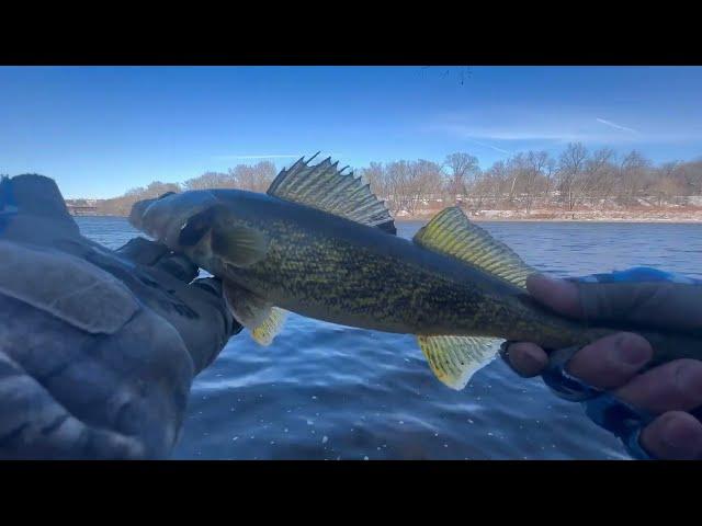 How To Catch Winter Walleye With Suspending Jerk Bait