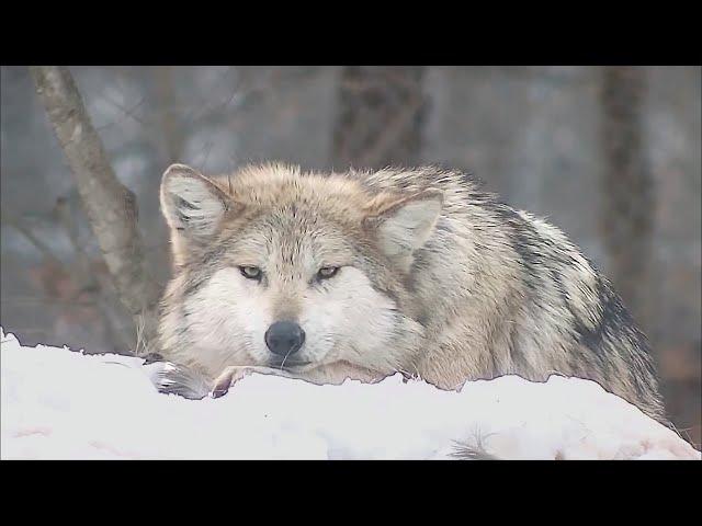 Deep Thoughts With Trumpet the Wolf