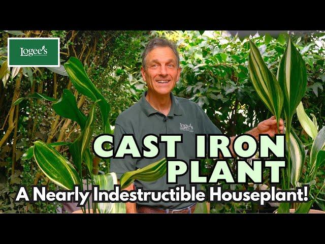 Cast Iron Plant - A Remarkable and Resilient Houseplant!