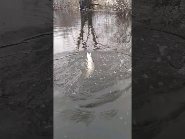 Щука є щука, особливо її чудові покльовки. якщо любиш то став лайк🪝