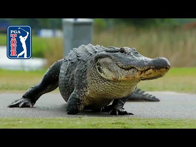 Best of: Alligator encounters at the Zurich Classic