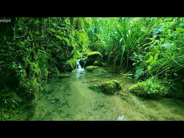 Calming Forest Stream with Fantastic Birds Sounds, Relieve Stress, Calm the Mind, Pampers the Mind