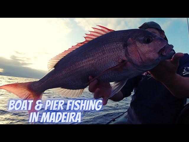 Boat Fishing For Large Dentex & Ultralight Pier Fishing - Madeira