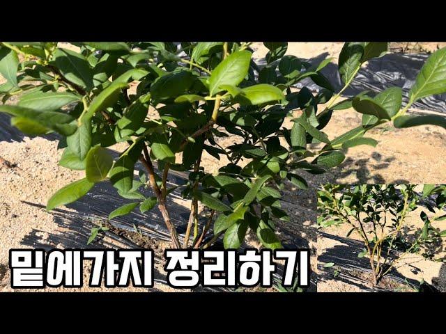 블루베리 가지정리 아까워서 못하면,  영원히 못한다.#블루베리재배 #blueberry #blueberryfarm #gardening