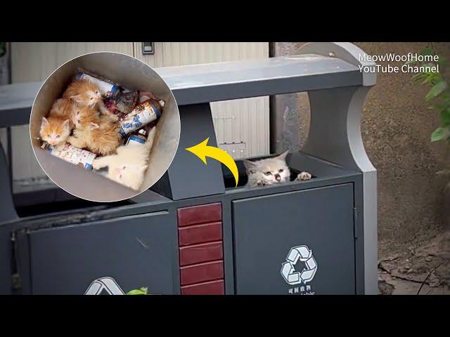 Homeless Mother Cat Gives Birth to 4 Kittens in a Trash Bin