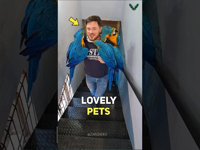 The Man Who Raised Six Macaws Like His Own Children!