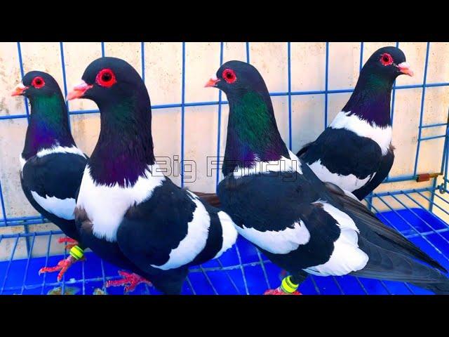 Beautiful Fancy Pigeons: Best Breeds & Farm Footage Compilation.