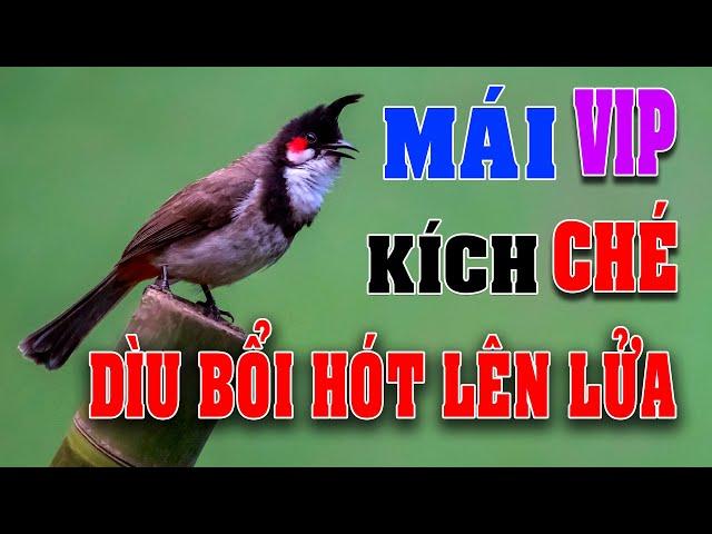 CHÀO MÀO MÁI KÍCH TRỐNG CĂNG LỬA  - CÁCH KÍCH LỬA CHÀO MÀO SỔ BỌNG HÓT CHÉ #chàomàohót