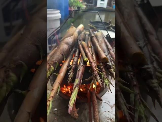 腾冲的火烧金竹笋，凉拌，下菜饭哦