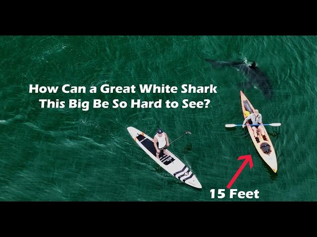 14 Foot Great White Shark Appears Behind Us