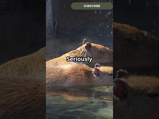 Why Everyone Loves the Chill Capybara #youtubeshorts #animalfacts #animalshorts #wildlifeshorts