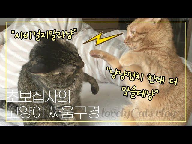 [하나네찌 남매냥 Vlog] 초보집사의 고양이 싸움구경│[Hana&Nezzi] Watch the master's cat fight