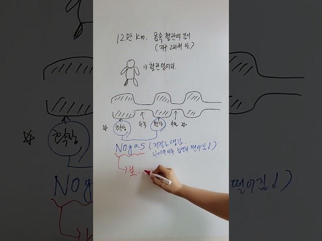 약사가 아르기닌을 택할 수밖에 없는 이유