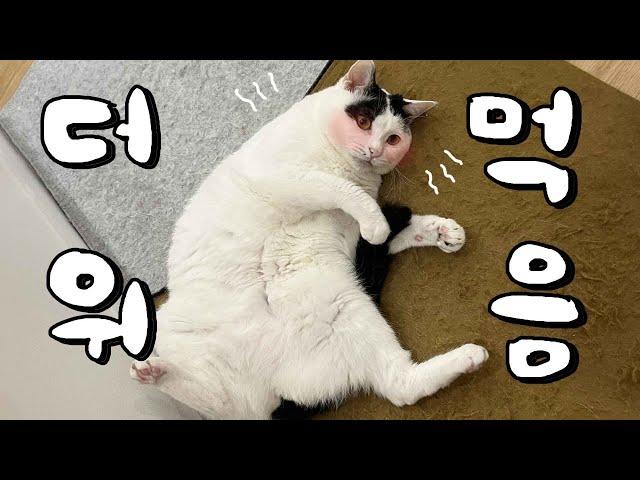 더운 여름 고양이 집사가 모르면 안 되는 내용 총 정리