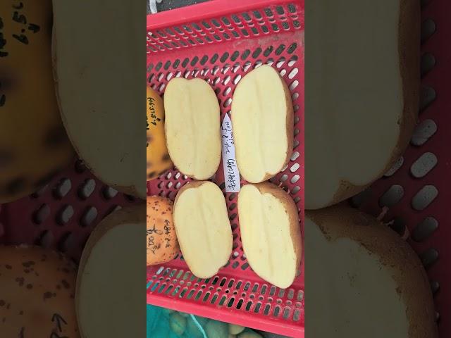 #춘추왕감자 #대왕감자 #임영석감자연구소 #K-potatolab #가공용감자 #프랜치프라이 #감자칩