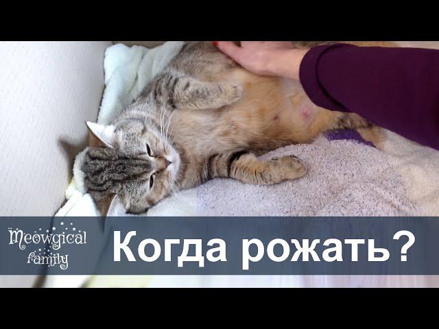  Как понять что кошка скоро будет рожать?