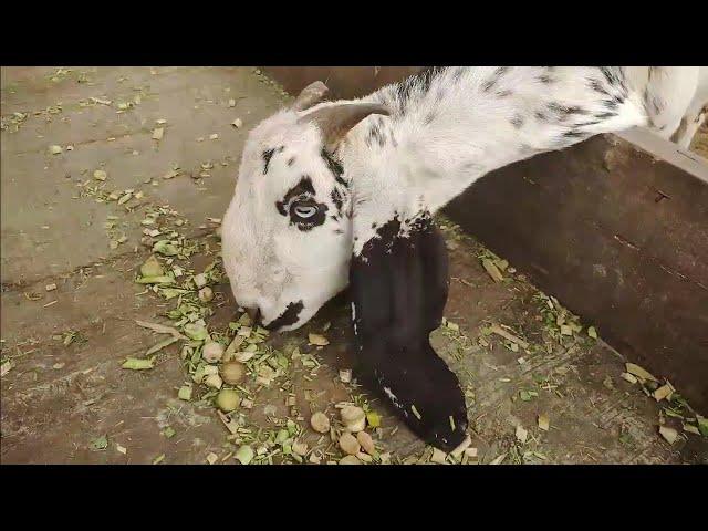 Goat Video Goat | Goat Video | Goat Video Sound | Discover With Noman