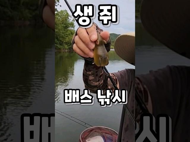 배스의 생쥐 먹방. 생쥐 루어를 이용한 배스낚시 2