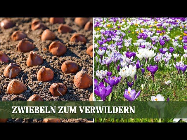 Blütenteppiche ohne Aufwand – Diese Blumenzwiebeln verwildern von selbst!