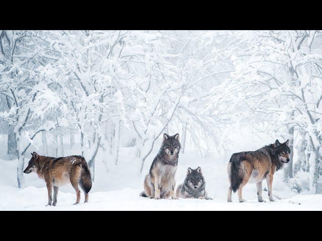 La meute des loups | Documentaire 2022