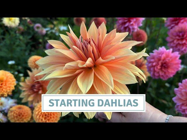 How To Start Dahlias, Beginner’s Guide To Potting-Up Dahlia Tubers // Cottoverdi