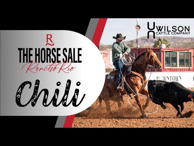 "Chili" - Wilson Cattle Co. X Rancho Rio Horse Sale 2024