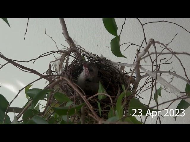 Yellow-vented Bulbul 23042023 #yellowventedbulbul