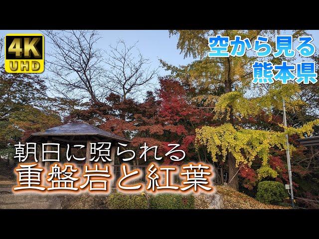 [Kumamoto] Autumn leaves of Maizuru Castle Park (Vol.295) / Beautiful trees in the morning sun