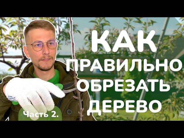 Как обрезать дерево правильно. Часть 2.