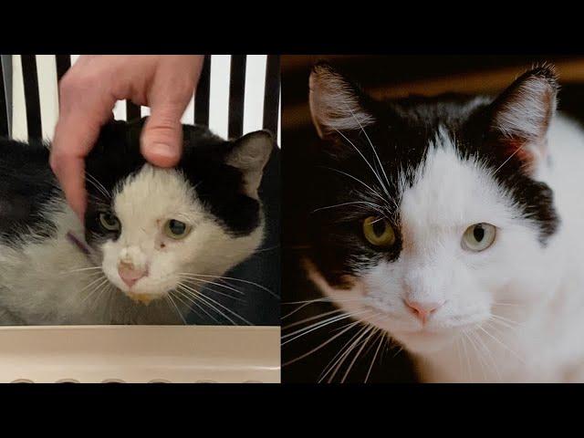 Lost street cat finds a new home