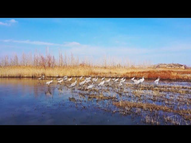 Migratory birds flying back to China's Xinjiang, Inner Mongolia as temperature soars