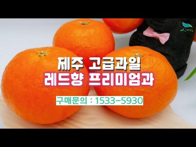 [신바람농업네트워크 협력농가 판매상품 1533-5930 ] 제주 고급과일 레드향 프리미엄과 3kg(선물용) 판매