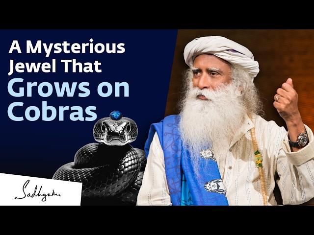 When Sadhguru Discovered a Nagmani (Cobra’s Jewel)