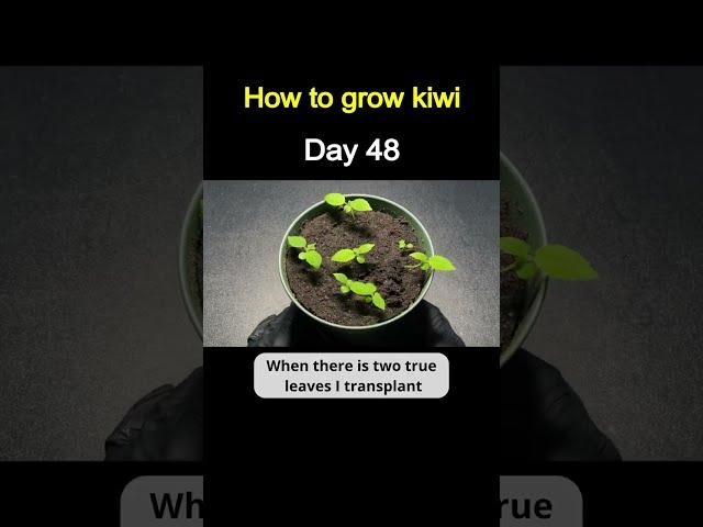 How to Grow Kiwi from Store-Bought Kiwi