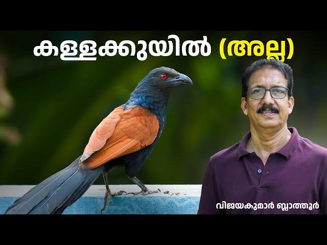 ഉപ്പൻ - ചെമ്പോത്ത് കുയിലാണ് CROW PHEASANT കാക്കയല്ല Greater coucal #birds #birdsfacts #malayalam